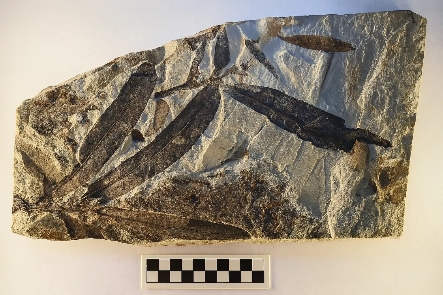 47 million year old alien plant fossil discovered in Utah